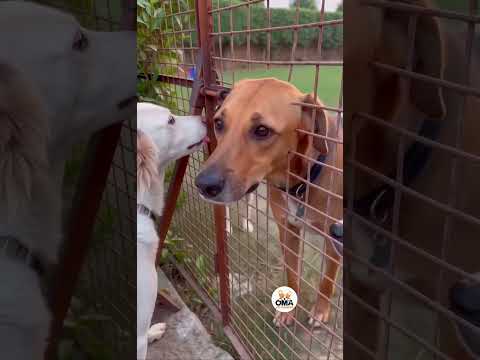 7 Indie Dogs Meet for the First Time | Building Trust Slowly ❤️