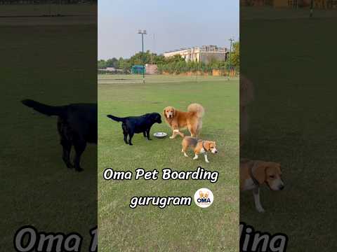 Evening Dog Activities at Oma Pet Boarding Gurugram ❤️